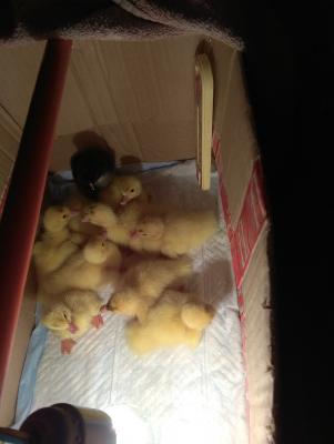 Прикрепленное изображение: IMG_20200510_113611_resize_39.jpg